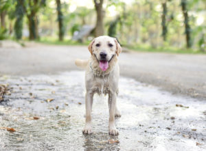 Care and Feeding of your Copywriter Care and Feeding of your Copywriter